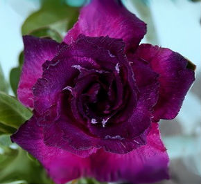 Adenium Obesum \'Triple Dark Purple\' (5 Seeds)